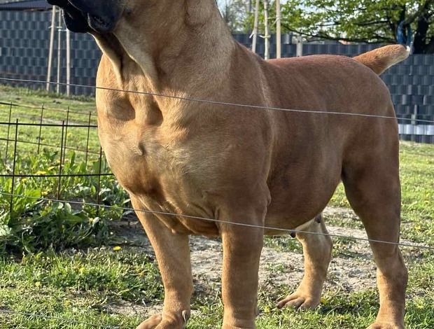 Boerboel South African Mastiff - Boerboel Puppies