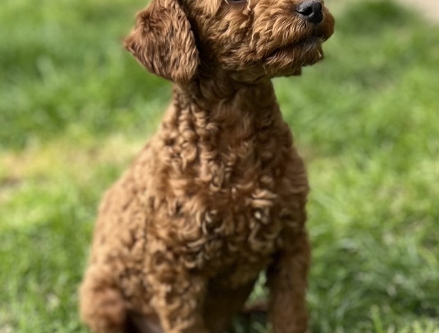 Poodle Toy Poodle Puppies
