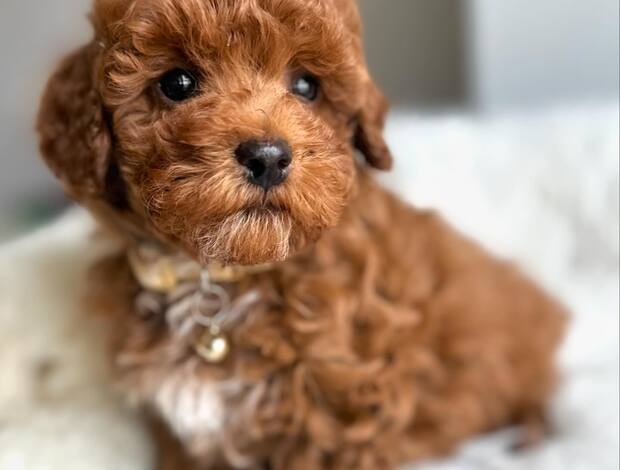 Poodle teacup poodle