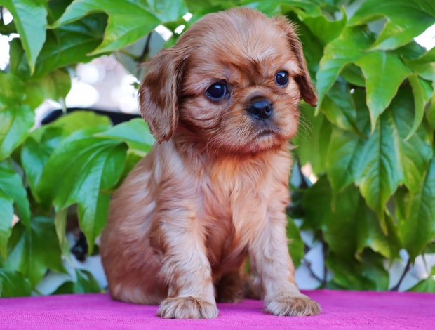 Cavalier King Charles Spaniel Cavalier king Charles spaniel puppies