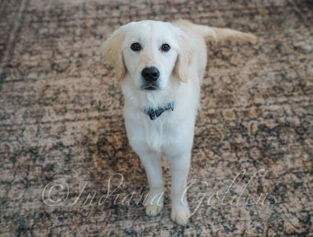 Golden Retriever English Retriever Indiana – Dreamy Companions Raised with Heart