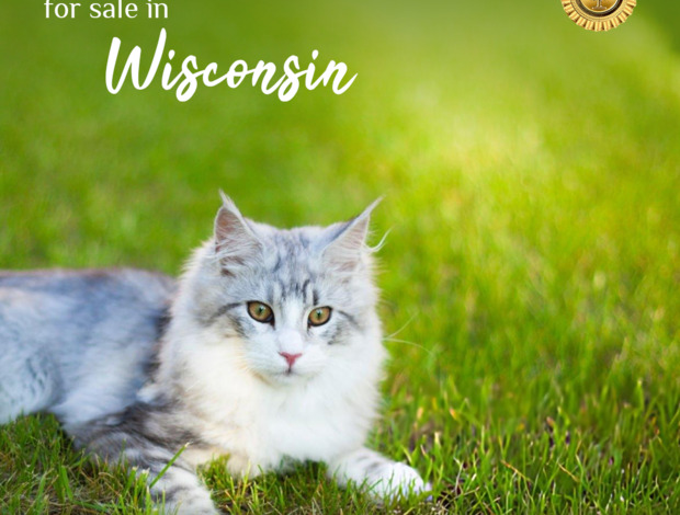 Maine Coon Maine Coon for Sale in Wisconsin: An Adorable Pet