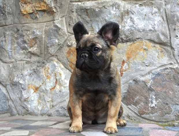 French Bulldog French bulldog fluffy