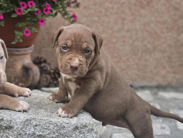 Other American Bully XL Puppies for Sale