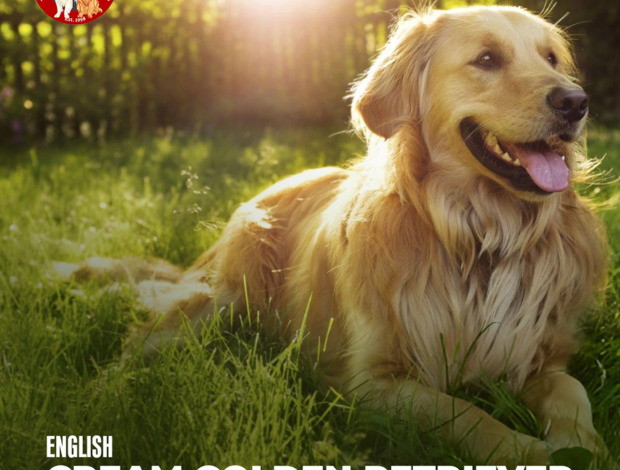 Golden Retriever English Cream Golden Retriever: Bringing Grace, Calm, and Companion.