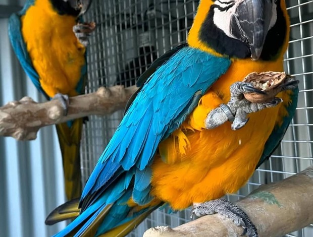African Grey Parrot Tamed DNA tested Macaws and Parrots