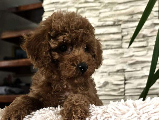 Poodle Red Toy Poodles