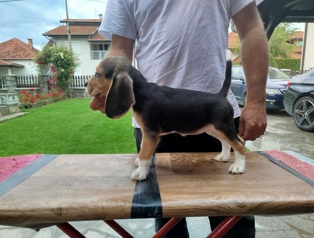 Beagle Beagle Puppies for Sale