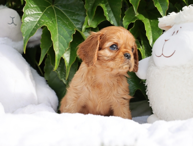 Cavalier King Charles Spaniel Charming cavalier boys looking for a good family