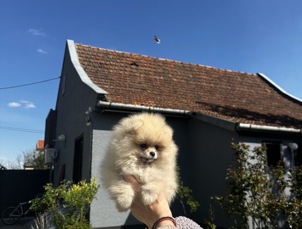 Pomeranian Pomeranian Spitz Puppies