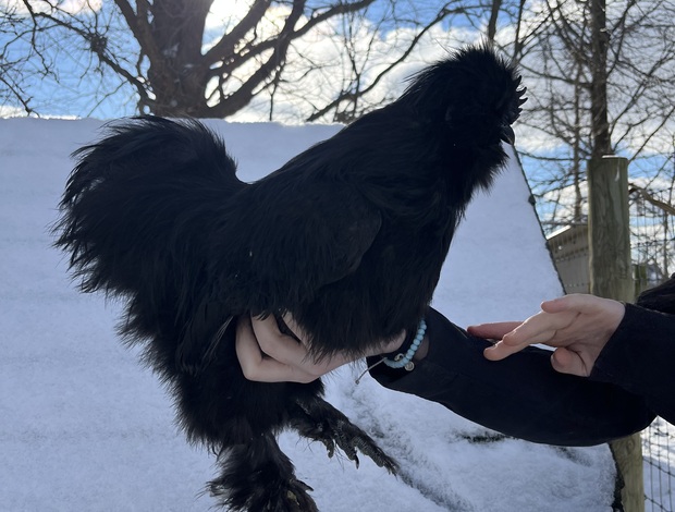Poultry Silkie Cockerels and Roosters