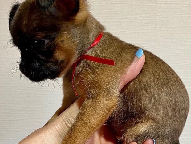 Maltese Maltese puppy well trained