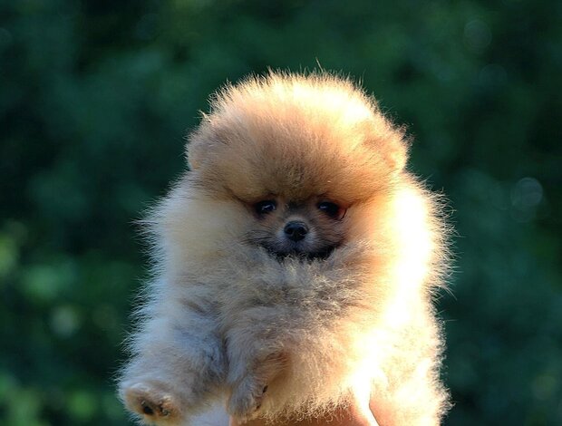 Pomeranian Pomeranian BOO Puppies, Pomeranian Spitz Puppies