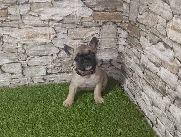 French Bulldog French Bulldog – Beautiful Puppies