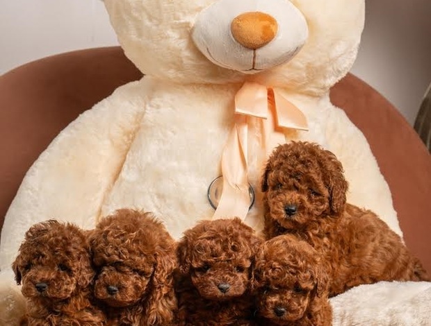 Poodle Red dwarf and toy poodles