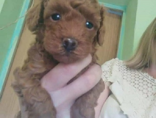 Poodle Red toy poodle