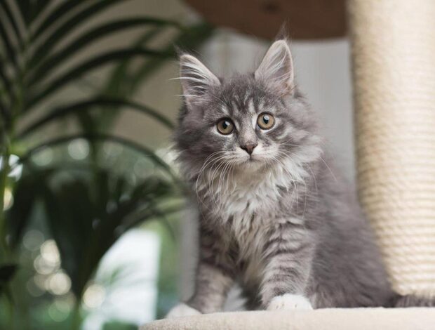 Maine Coon Maine Coon Kittens in Wisconsin: Redefine Feline Grace and Grandeur