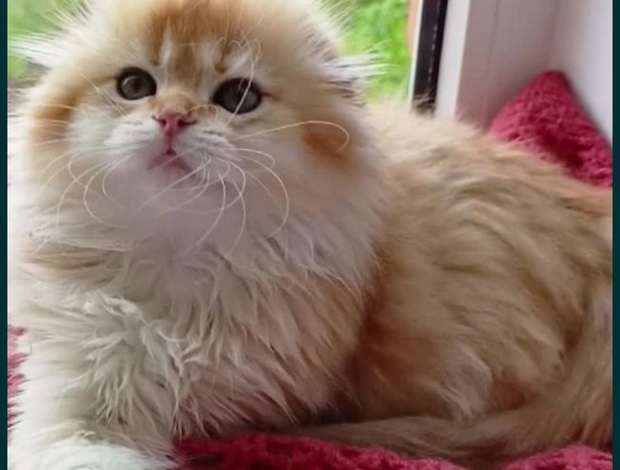 Scottish Fold Шотландская вислоухая  золотая шиншилла ny11Хайленд