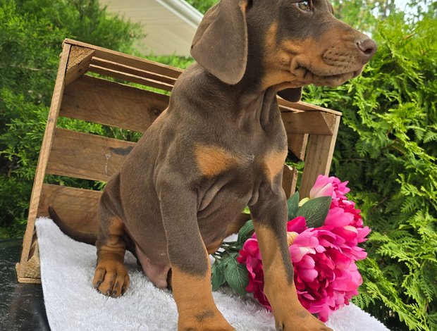 Doberman Pinscher Purebred Doberman Puppy – Intelligent, Loyal, Family-Raised