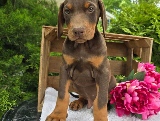 Doberman Pinscher Stunning Female Doberman Puppy – Loyal, Smart, and Family-Raised