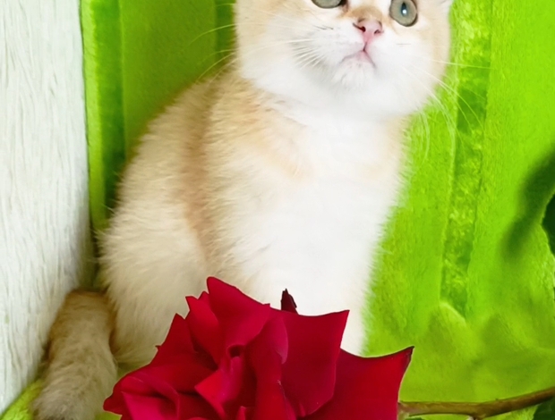 British Shorthair Шотландская золотая шиншилла страйт