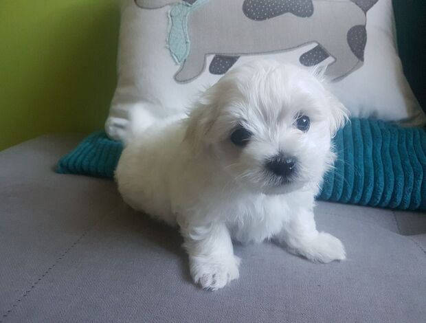 Maltese Adorable Maltese Puppies Ready for Their Forever Homes