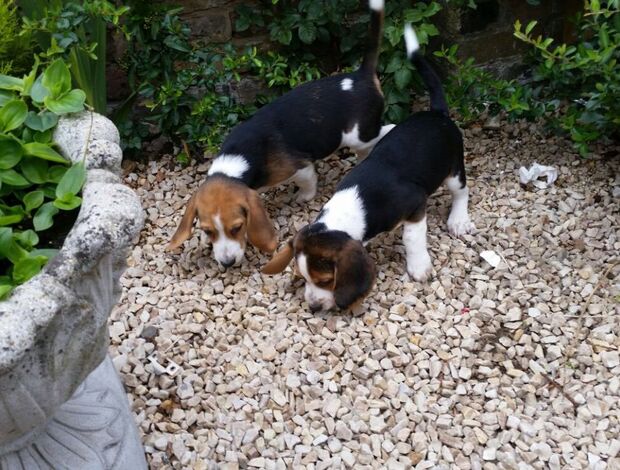 Beagle Beautiful KC Beagle Puppies