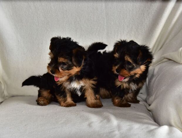 Yorkshire Terrier Yorkshire terrier 1 mini girl and two boys ready to new home