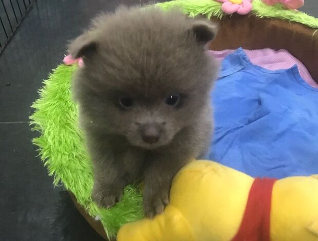 Pomeranian 🐶Fluffy Pomeranian Puppies for sale🐶KC reg🐶
