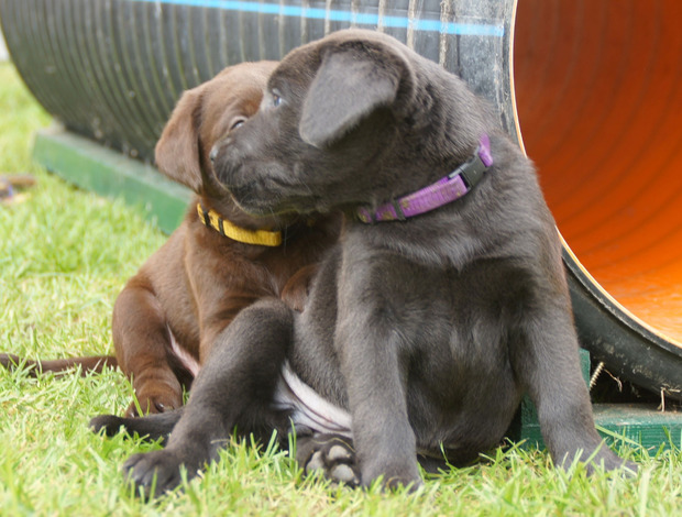 Labrador Retriever Beautiful Fox red labrador puppies