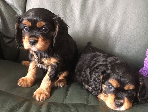 Cavalier King Charles Spaniel Cavalier King Charles spaniel puppies