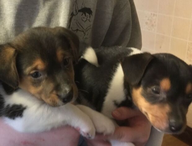 Jack Russell Terrier Adorable Stunning Jack Russell Pups