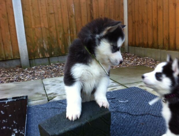 Sakhalin Husky Adorable Siberian husky puppies