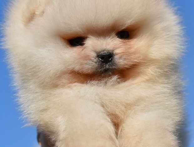 Pomeranian Pomeranian Boo Puppies