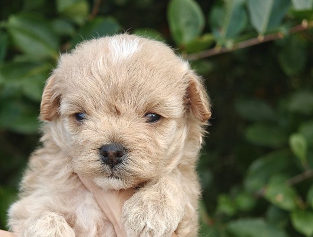 Maltese Maltese puppies