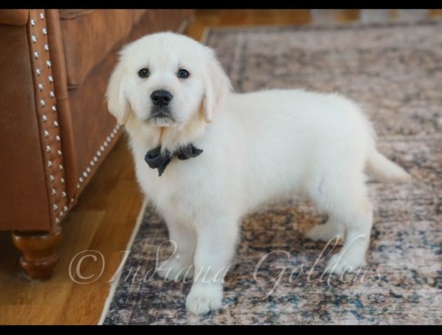 Golden Retriever English Cream Golden Retriever Puppies for Sale: Healthy & Vet-Checked