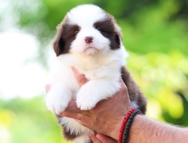 Border Collie Border Collie Puppies