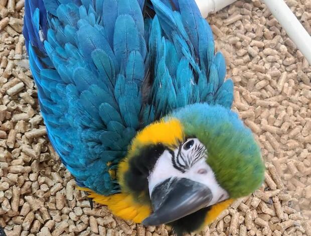 Macaw Young and tamed beautiful macaws for sale