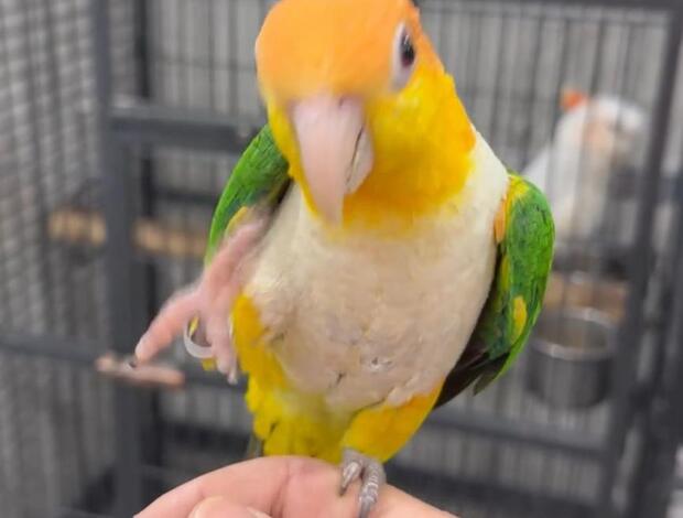Caique Tamed Caique parrots for sale
