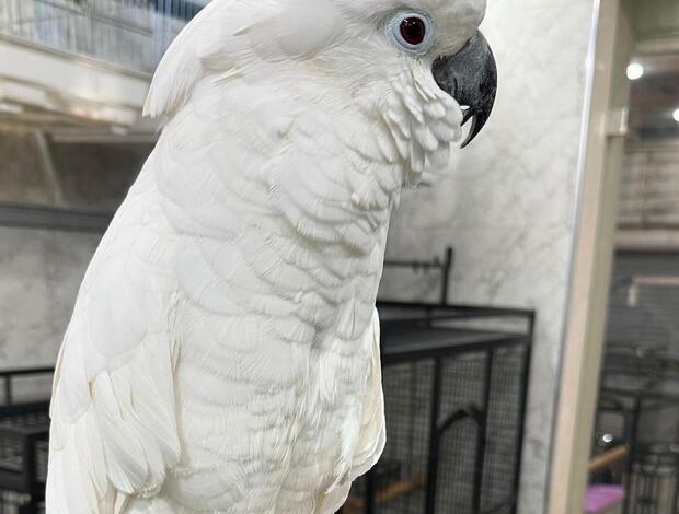 Cockatoo Hand raised and tamed cockatoos for sale