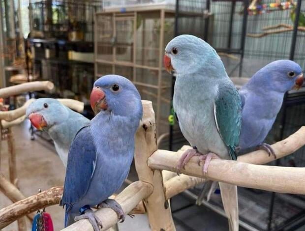 Parakeet Beautiful and tamed Indian Ringneck