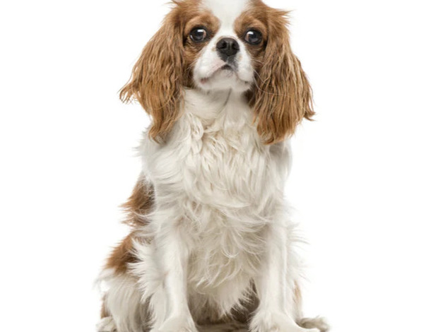 Cavalier King Charles Spaniel Miniature Bernedoodle Puppies