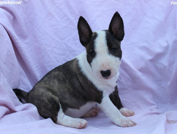 Bull Terrier (Miniature) Mini Bull Terrier – Beautiful Puppies