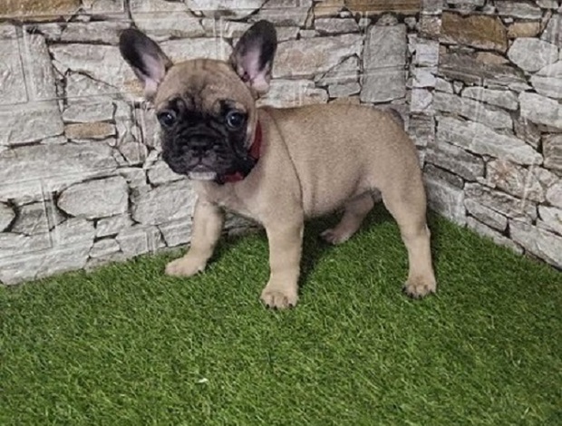 French Bulldog French Bulldog