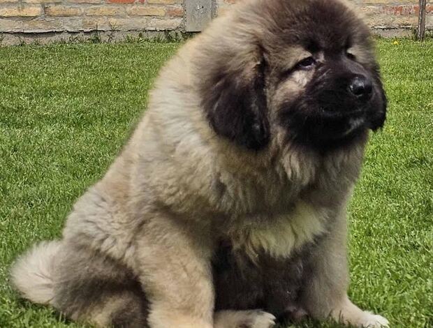 Caucasian Shepherd Dog Caucasian Shepherd, puppies