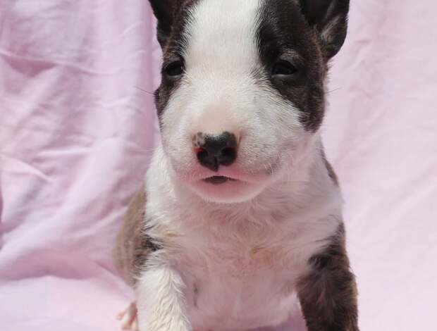 Bull Terrier (Miniature) Mini Bull Terrier Puppies