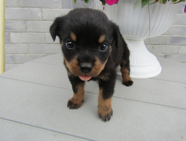 Rottweiler Purebred Rottweiler puppies German bloodline for sale