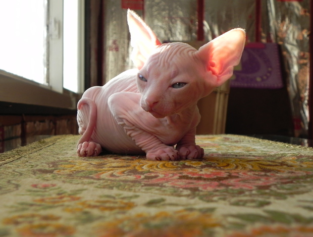 Sphynx 12 weeks old Sphynx kittens