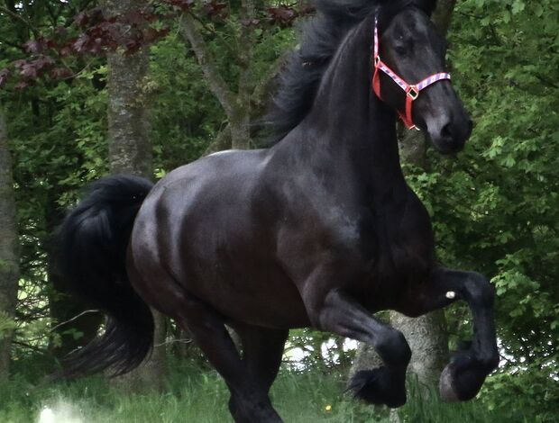 Horses Lovely black mare Friesian horse for sale.