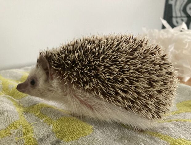 Hedgehogs Hedgehog to good home